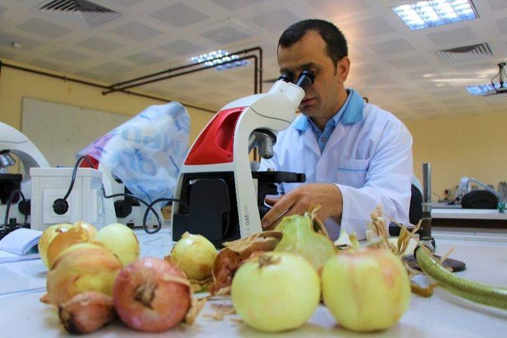 Bu Yaza Damgasını Vuran Soğan Tam Bir Şifa Deposu G1