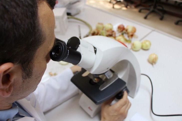 Bu Yaza Damgasını Vuran Soğan Tam Bir Şifa Deposu G2