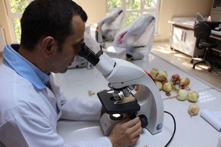 Bu Yaza Damgasını Vuran Soğan Tam Bir Şifa Deposu G3