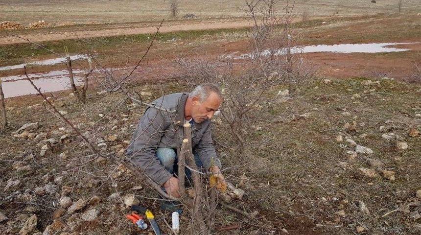 Akdağmadeni&rsquo;nde Orman Alanındaki Mahlep Ve Badem Ağa&ccedil;ları Aşılanıyor