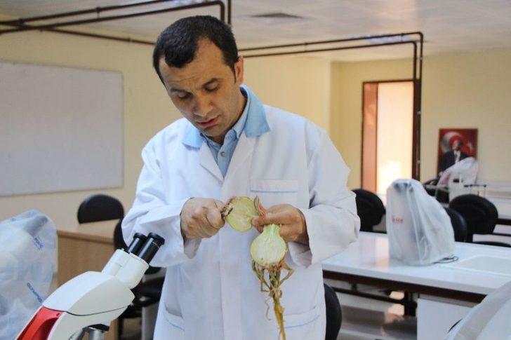 Bu Yaza Damgasını Vuran Soğan Tam Bir Şifa Deposu G5