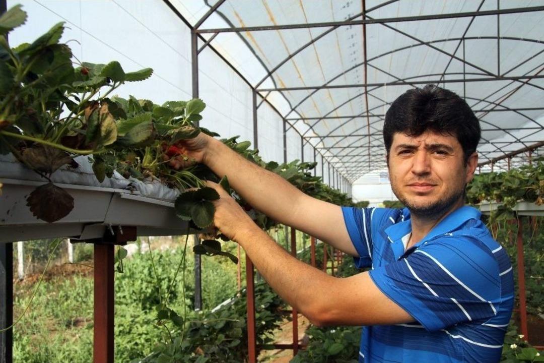 (&ouml;zel)turizm Sekt&ouml;r&uuml;n&uuml; Bıraktı, Memleketinde Toprak Kullanmadan &Ccedil;ilek Yetiştiriyor