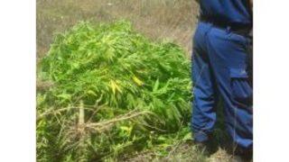 Manisa’da Kenevir Operasyonu: 4 Gözaltı