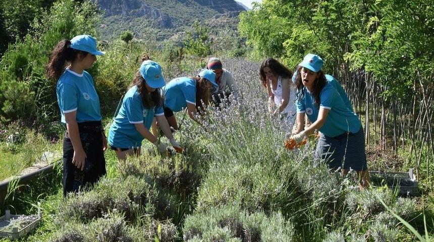 &Ouml;ğrenciler Lavanta Kesti, Barınak Temizledi