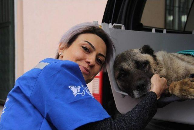 Sivas’ta Tedavi İçin Uçakla İstanbul’a Taşınan Yaralı Köpek Kurtarılamadı