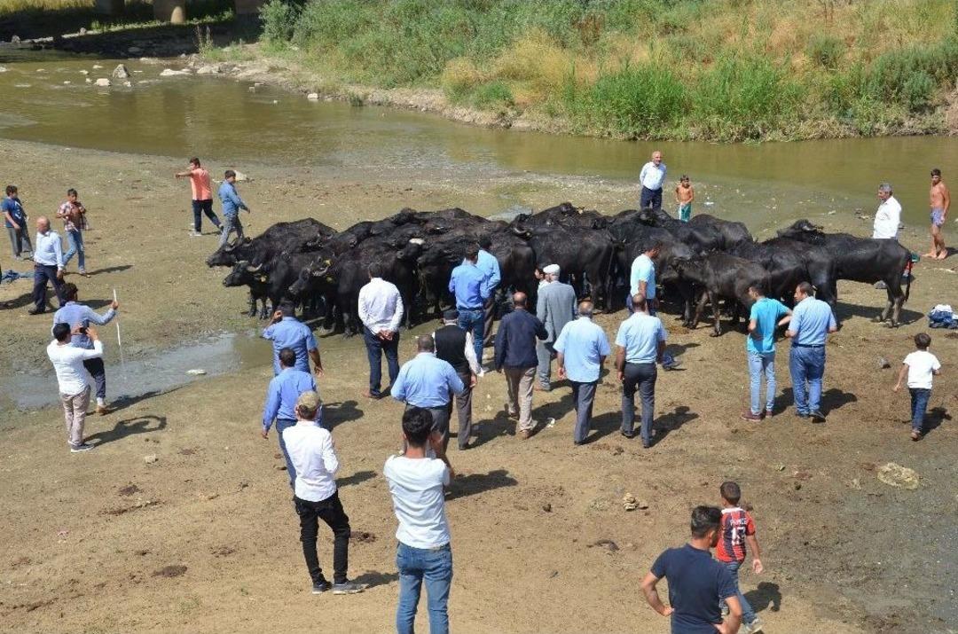 Muş&rsquo;ta Damızlık Manda Dağıtımı