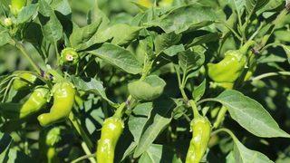 Bu Biber Başka Yerde Yetişmiyor