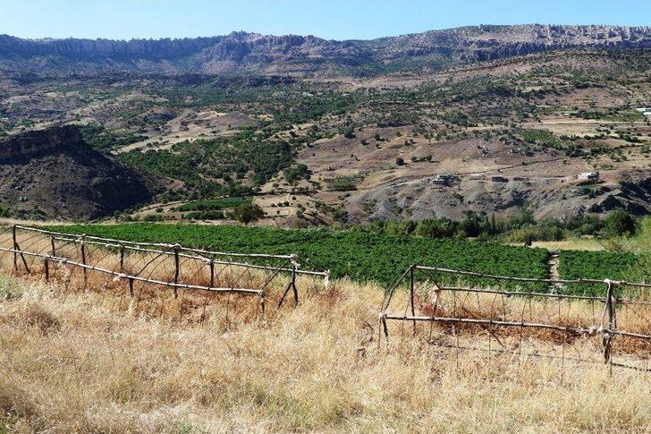 Bu Biber Başka Yerde Yetişmiyor G1