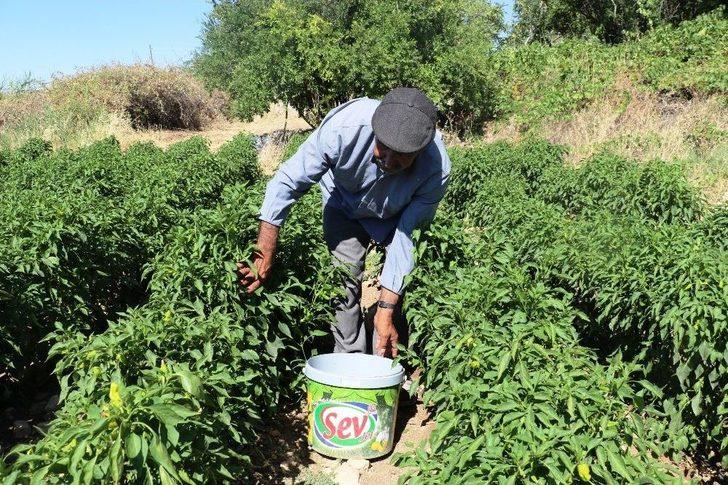 Bu Biber Başka Yerde Yetişmiyor G2