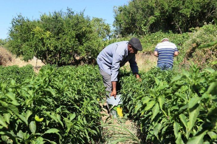 Bu Biber Başka Yerde Yetişmiyor G3