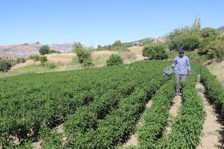 Bu Biber Başka Yerde Yetişmiyor G4