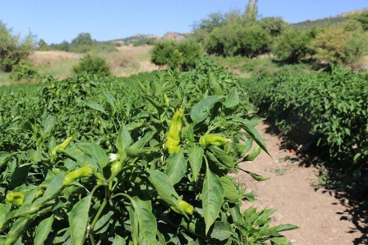 Bu Biber Başka Yerde Yetişmiyor G5