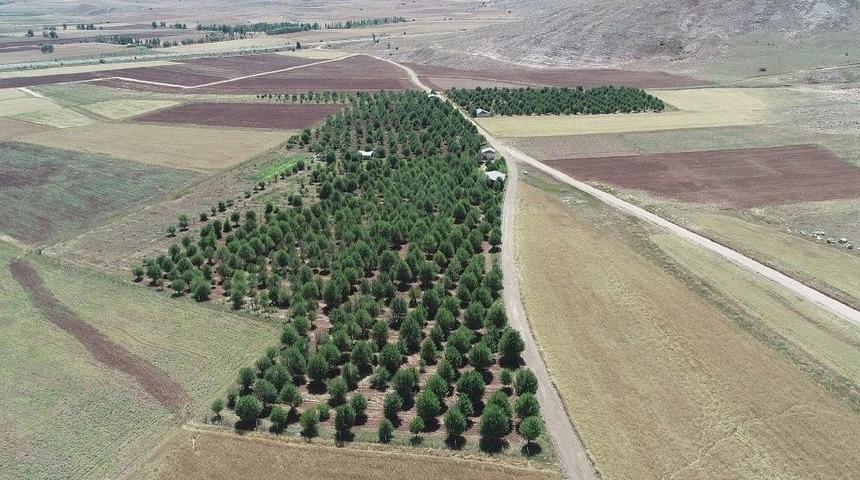 (&ouml;zel) A&ccedil; Ayılar Vişne Bah&ccedil;esini Talan Etti
