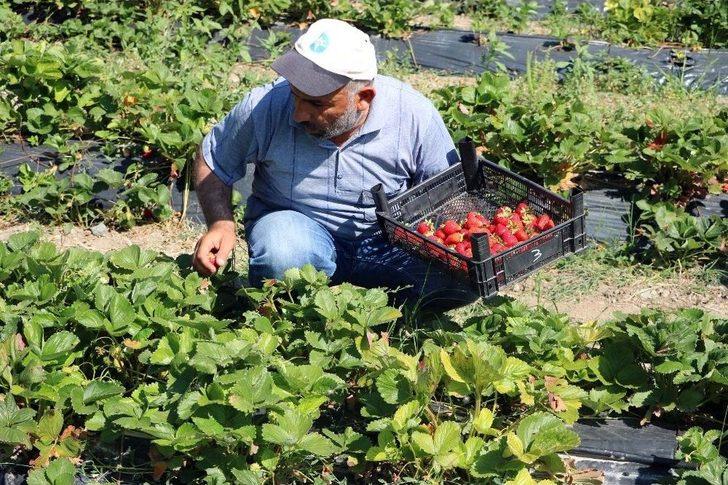 Köylüler Göçmesin Diye Alternatif Ürüne Yönelen Muhtar Örnek Oldu G1