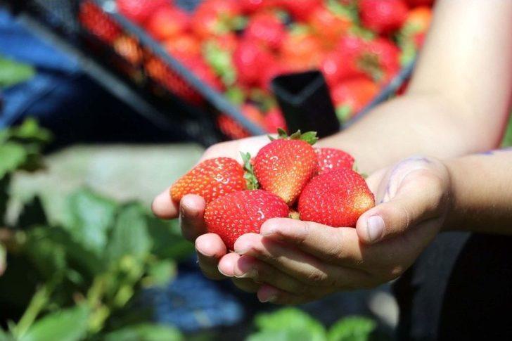 Köylüler Göçmesin Diye Alternatif Ürüne Yönelen Muhtar Örnek Oldu G2