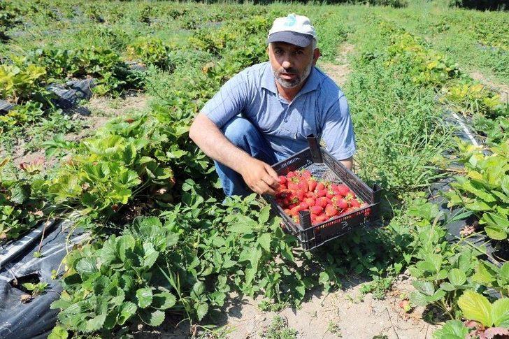 Köylüler Göçmesin Diye Alternatif Ürüne Yönelen Muhtar Örnek Oldu G3