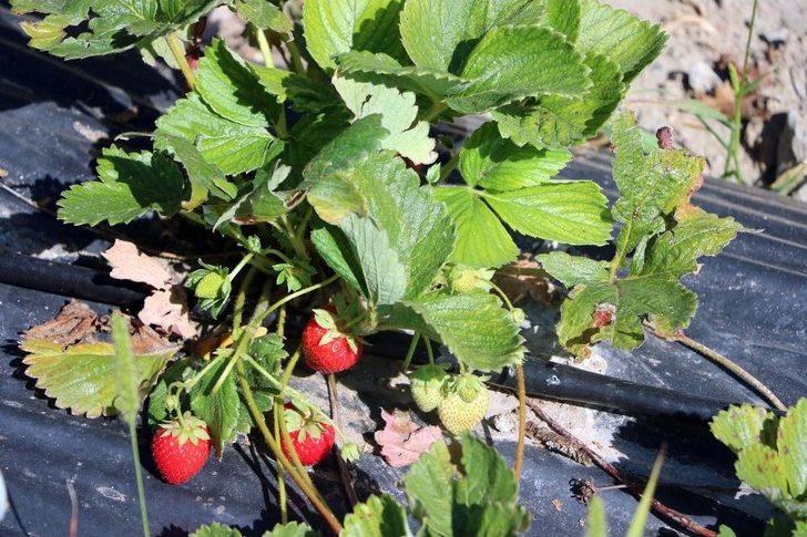 Köylüler Göçmesin Diye Alternatif Ürüne Yönelen Muhtar Örnek Oldu G4