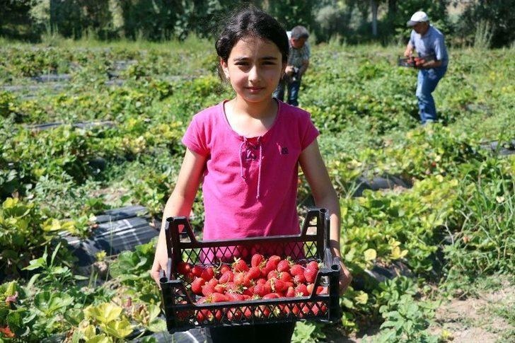 Köylüler Göçmesin Diye Alternatif Ürüne Yönelen Muhtar Örnek Oldu G5