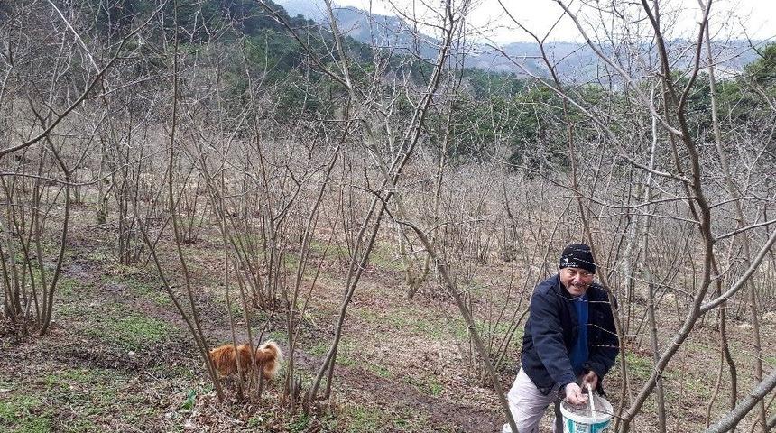 Fındık Ağa&ccedil;larının Bakımı Yapıldı