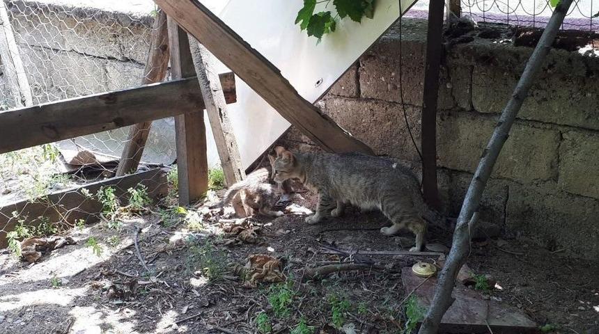 7 Metrelik Kuyuya Düşen Kedi İtfaiye Ekiplerince Kurtarıldı