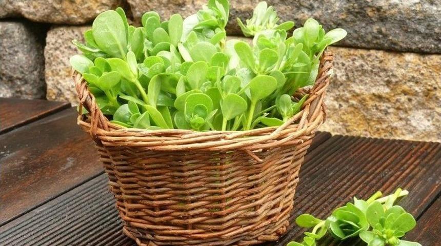 Semizotunun Az Bilinen 5 Faydası