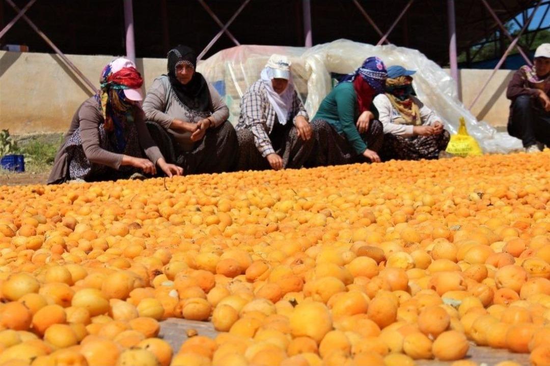 Kayısı, Kadınlar İ&ccedil;in İş Kapısı Oldu