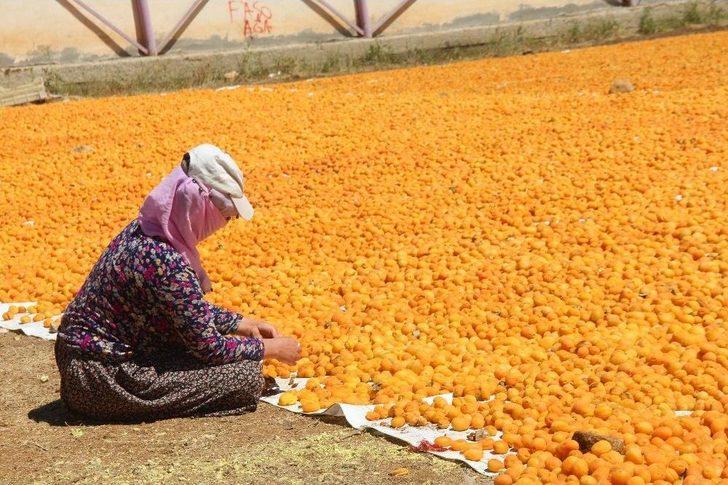 Kayısı, Kadınlar İçin İş Kapısı Oldu G1