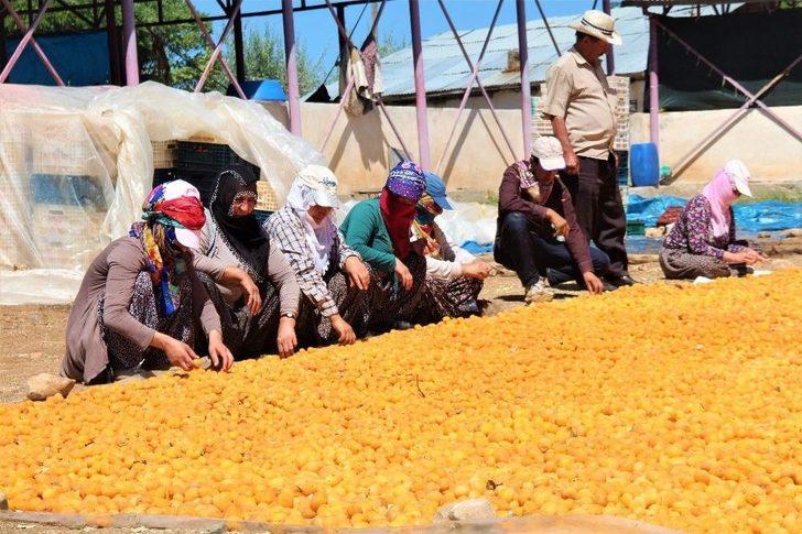 Kayısı, Kadınlar İçin İş Kapısı Oldu G2
