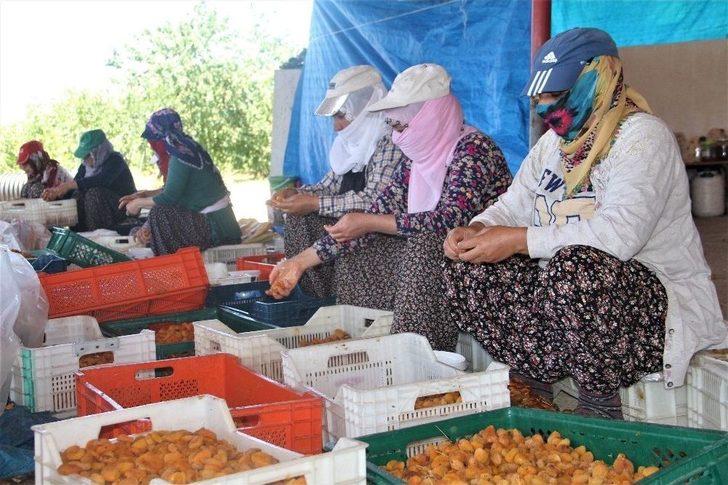 Kayısı, Kadınlar İçin İş Kapısı Oldu G3