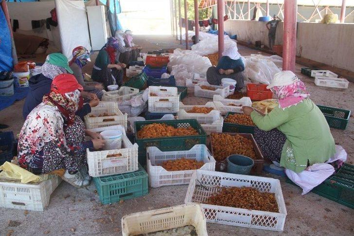 Kayısı, Kadınlar İçin İş Kapısı Oldu G4