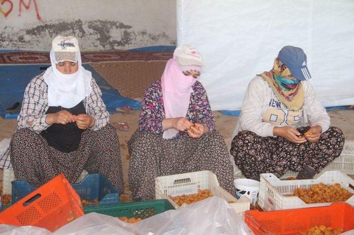 Kayısı, Kadınlar İçin İş Kapısı Oldu G5