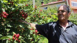 Giresunlu Çiftçi, Yenilikçi Çalışmalarıyla Örnek Oldu