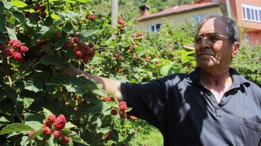 Giresunlu Çiftçi, Yenilikçi Çalışmalarıyla Örnek Oldu