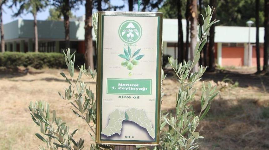 Antbirlik Zeytinyağı 0,5 Asit Oranıyla Kalitesini İspatladı