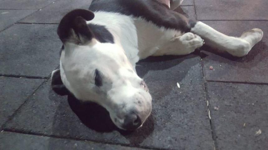 Nevşehir&rsquo;in G&uuml;lşehir İl&ccedil;esinde 3 K&ouml;peğin Belediye G&ouml;revlilerince &Ouml;ld&uuml;r&uuml;ld&uuml;ğ&uuml; İddiası