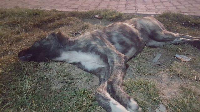 Nevşehir’in Gülşehir İlçesinde 3 Köpeğin Belediye Görevlilerince Öldürüldüğü İddiası