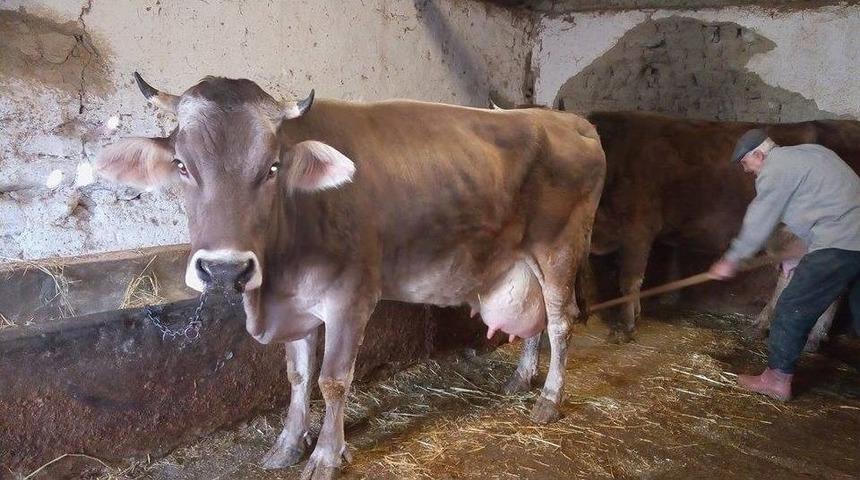 Bu İnek 12 Saat Arayla İkiz Buzağı Doğurdu