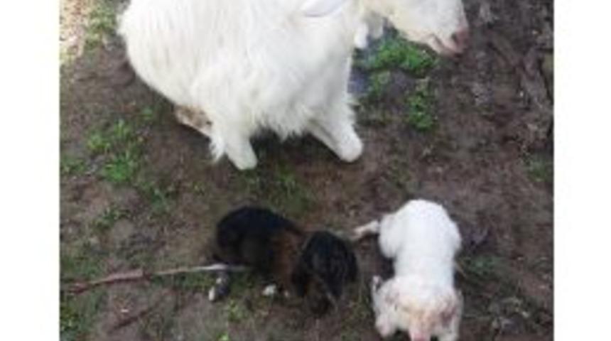 Sahibi Aranan Ke&ccedil;i Doğum Yaptı, Vatandaş Şaştı Kaldı