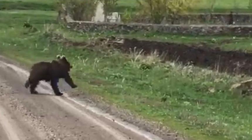 Sarıkamış&rsquo;ta Yolunu Kaybeden Boz Ayı Cep Telefonuyla G&ouml;r&uuml;nt&uuml;lendi