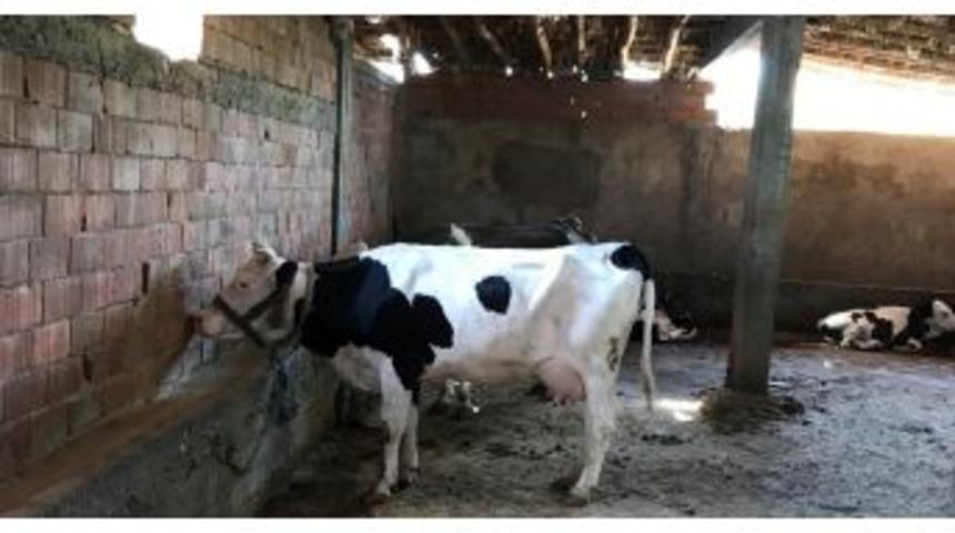 Batman&rsquo;da Eski H&uuml;k&uuml;ml&uuml;ler Hayvancılığa Başladı