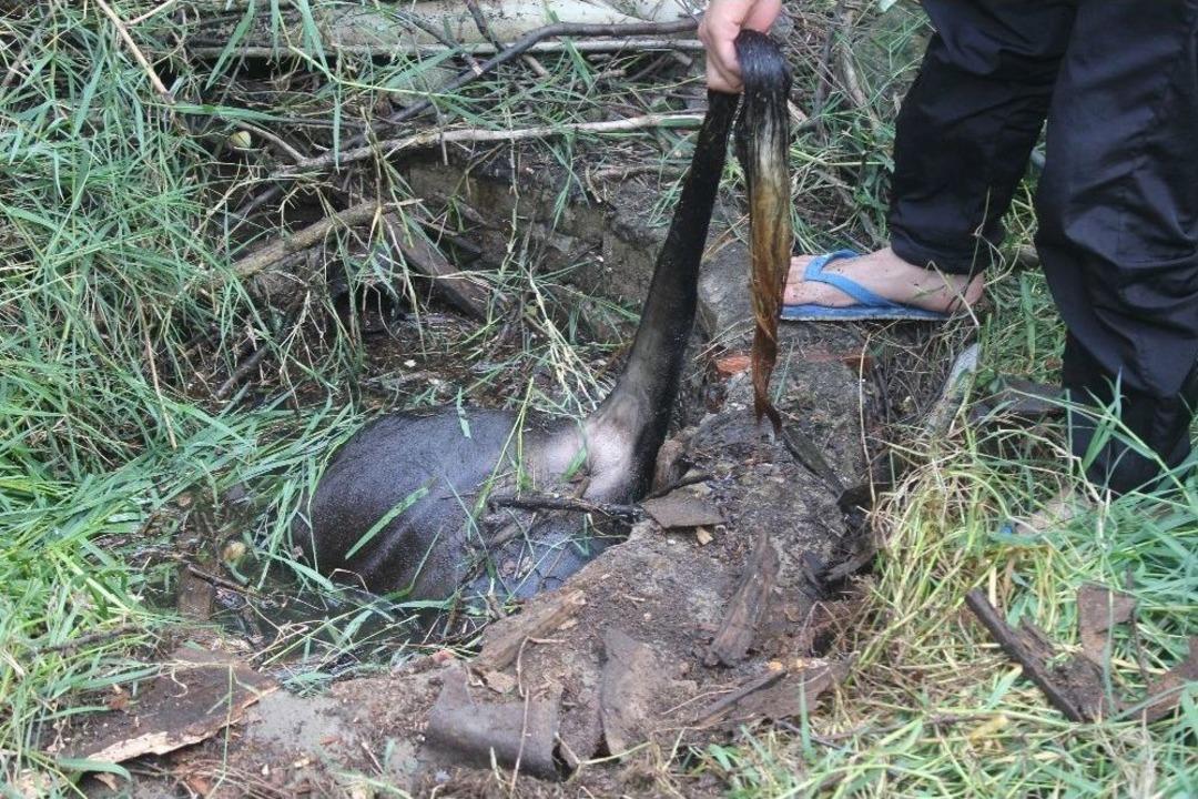 Su Kuyusuna D&uuml;şen İnek Telef Oldu