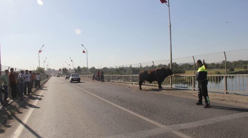 Sahibinin Elinden Ka&ccedil;an Boğa Trafiği Birbirine Kattı