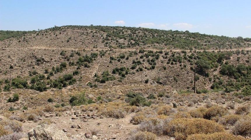 Hazine Arazileri Lavanta Açacak