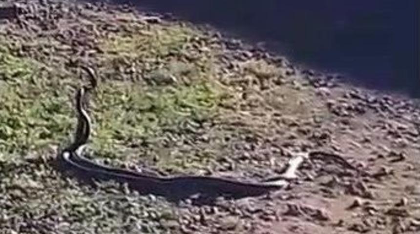 Evlerin Arasında Yılanların Dansı