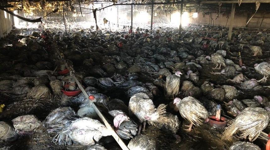 &Ccedil;iftlik Yangınında 8 Bin Hindi Ve 10 Buzağı Telef Oldu