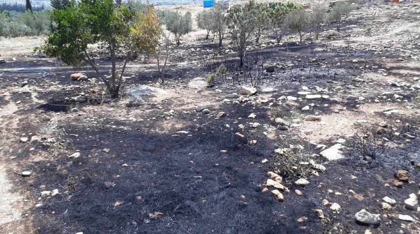 Mersin&rsquo;de Zeytinlik Ve Ormanlık Alanda &Ccedil;ıkan Yangın Korkuttu