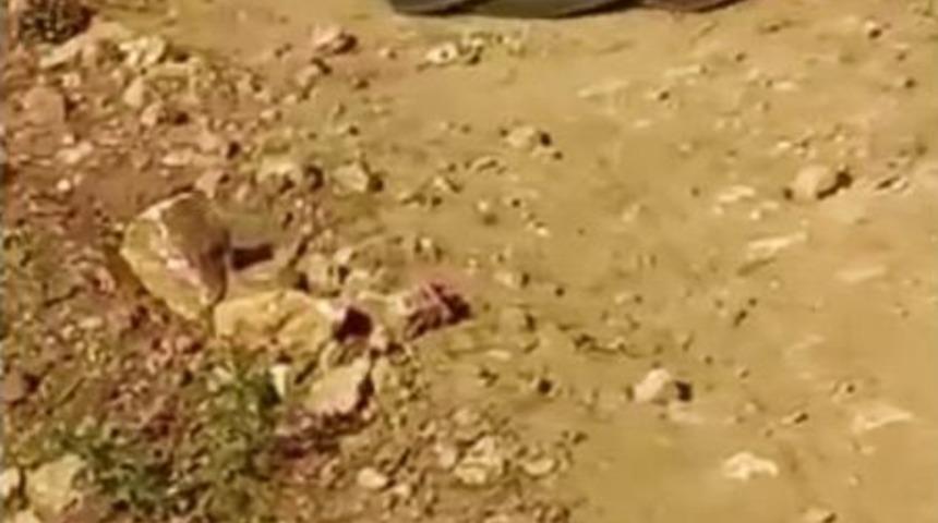 Yılanların Dansı B&uuml;y&uuml;ledi