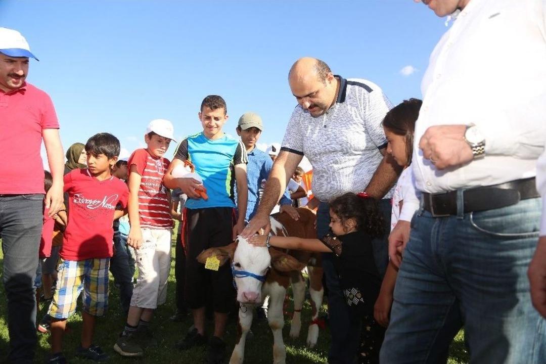 3. Geleneksel &Ccedil;ermik Festivalinde Erzurum&rsquo;un En G&uuml;zel Buzağıları Yarıştı