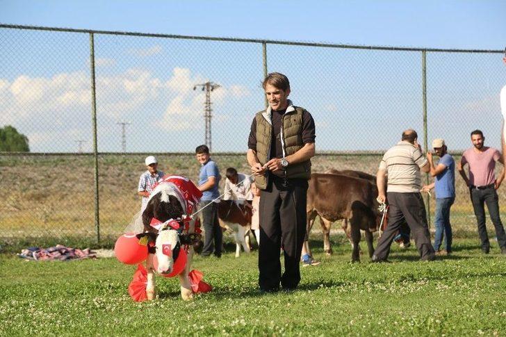3. Geleneksel Çermik Festivalinde Erzurum’un En Güzel Buzağıları Yarıştı G1