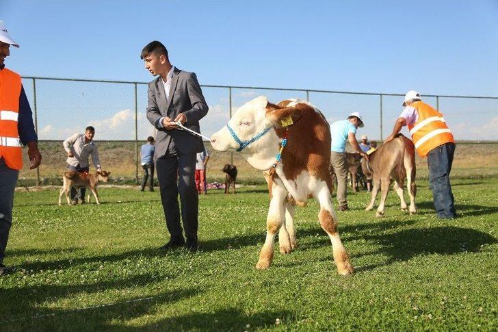 3. Geleneksel Çermik Festivalinde Erzurum’un En Güzel Buzağıları Yarıştı G2